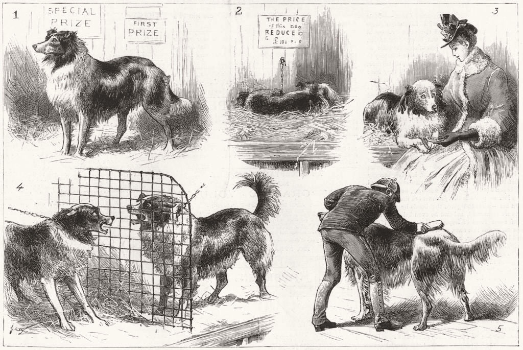 COLLIE DOG SHOW. Royal Aquarium, Westminster 1888 old antique print picture